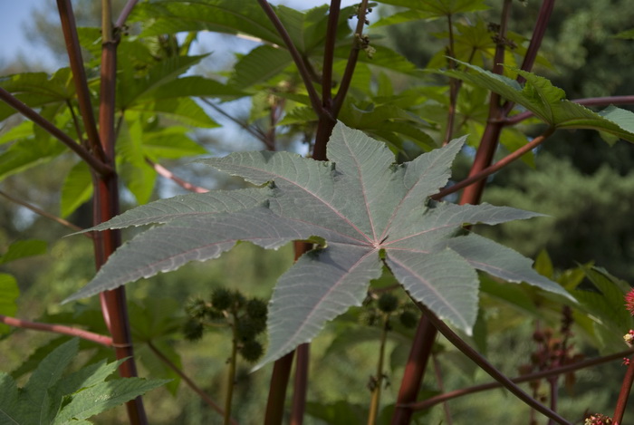 Image of Ricinus communis specimen.