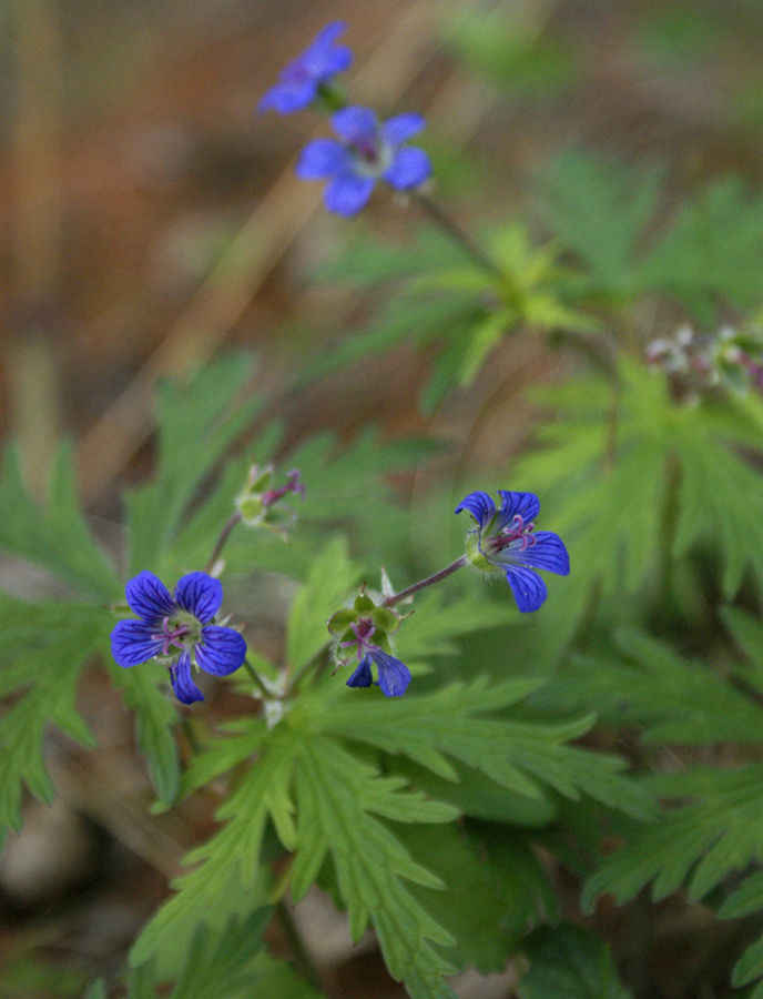 Изображение особи Geranium pseudosibiricum.