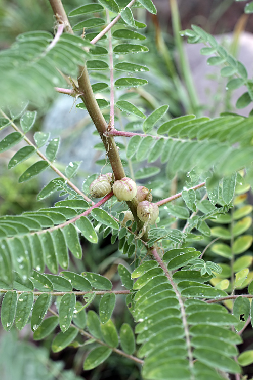 Image of Astragalus retamocarpus specimen.