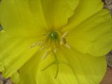 Oenothera drummondii