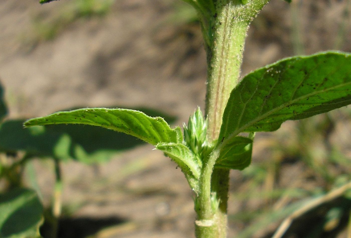 Image of Amaranthus retroflexus specimen.