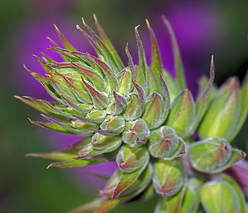 Image of Digitalis purpurea specimen.