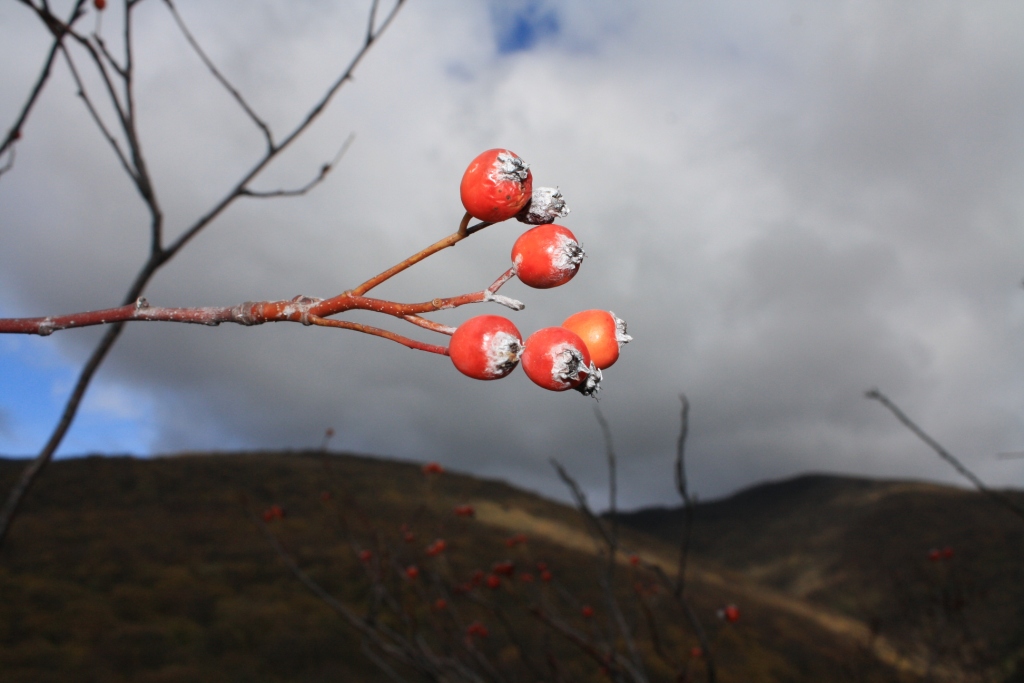 Image of Sorbus taurica specimen.