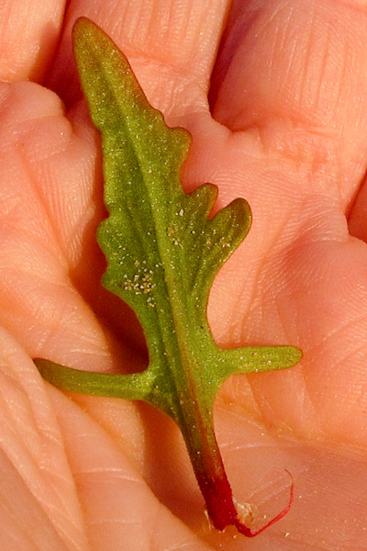 Image of Rumex occultans specimen.