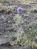 Echinops pungens