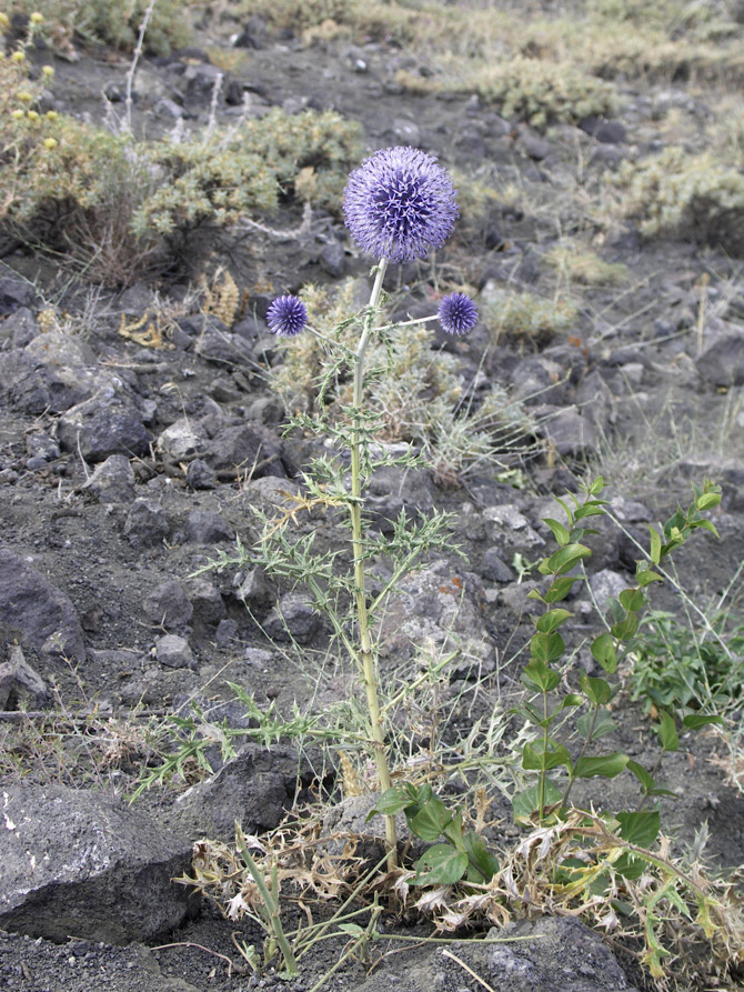 Image of Echinops pungens specimen.