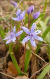 Scilla bifolia. Соцветие. Черноморское побережье Кавказа, Новороссийск, у мыса Шесхарис, шибляк. 13 марта 2010 г.