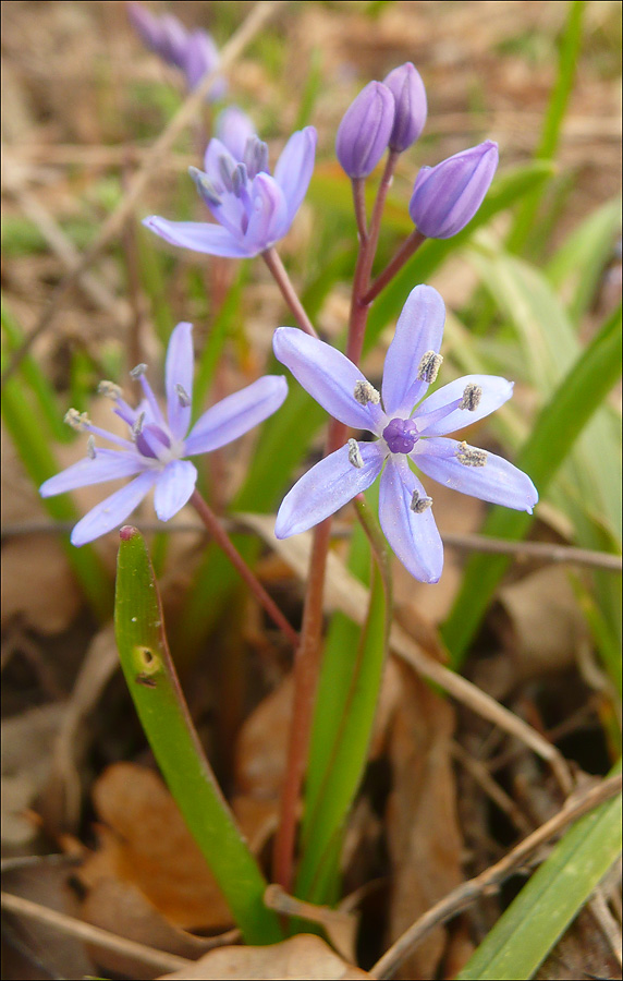 Изображение особи Scilla bifolia.