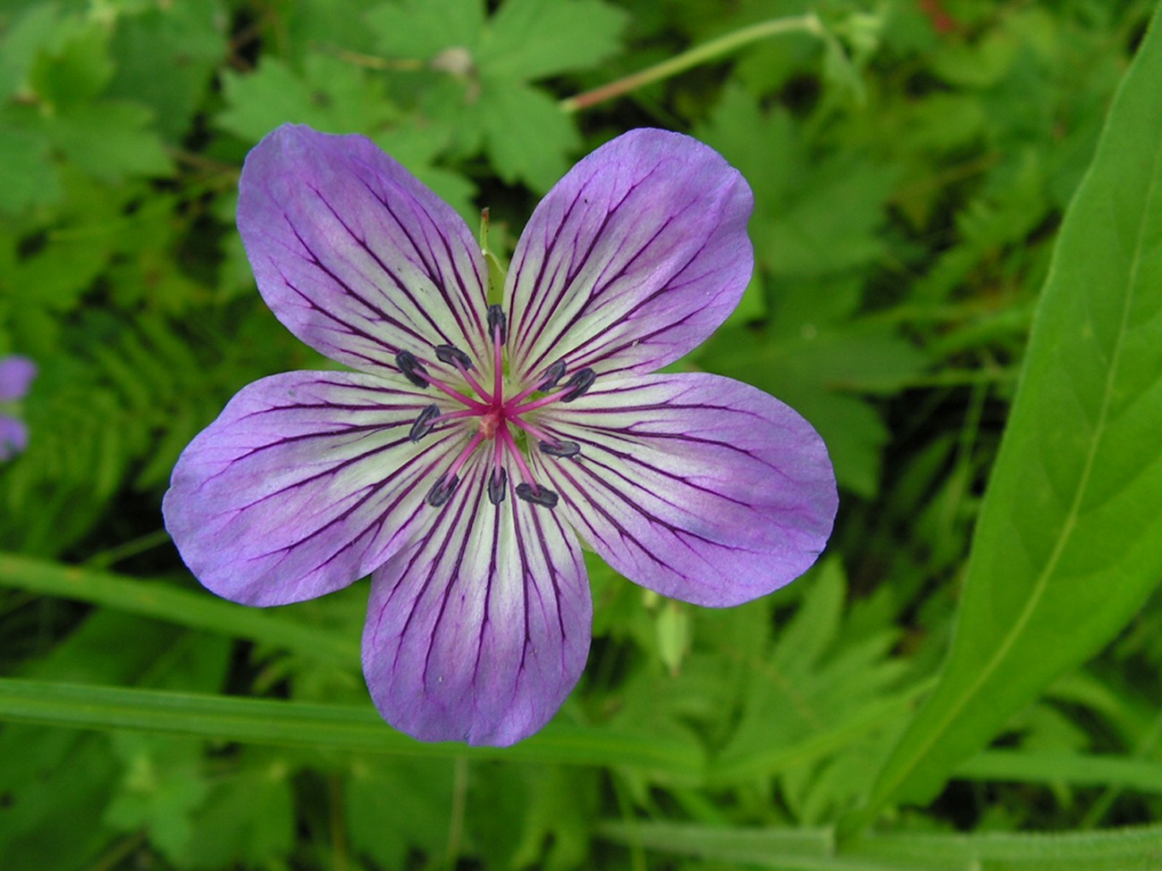 Изображение особи Geranium wlassovianum.