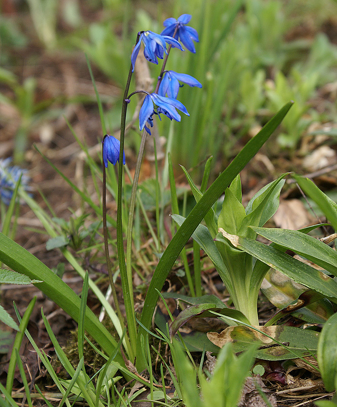 Image of Scilla siberica specimen.