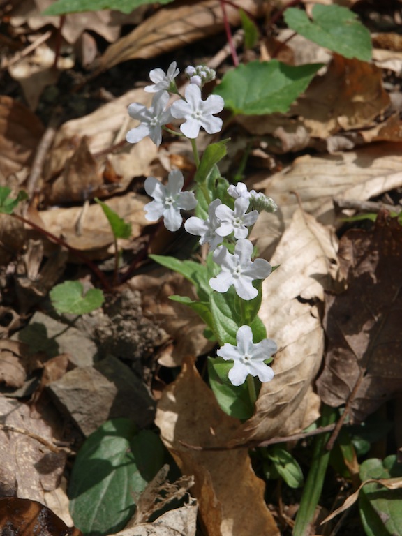 Изображение особи Omphalodes cappadocica.