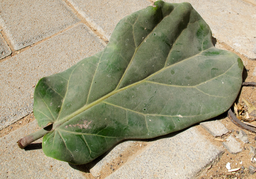 Изображение особи Ficus lyrata.