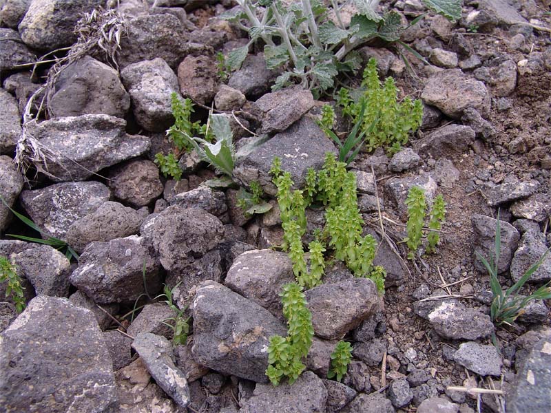 Image of Cruciata articulata specimen.