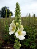 Verbascum densiflorum