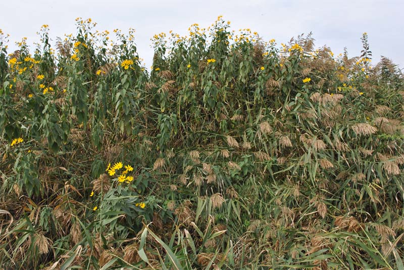 Image of Helianthus tuberosus specimen.