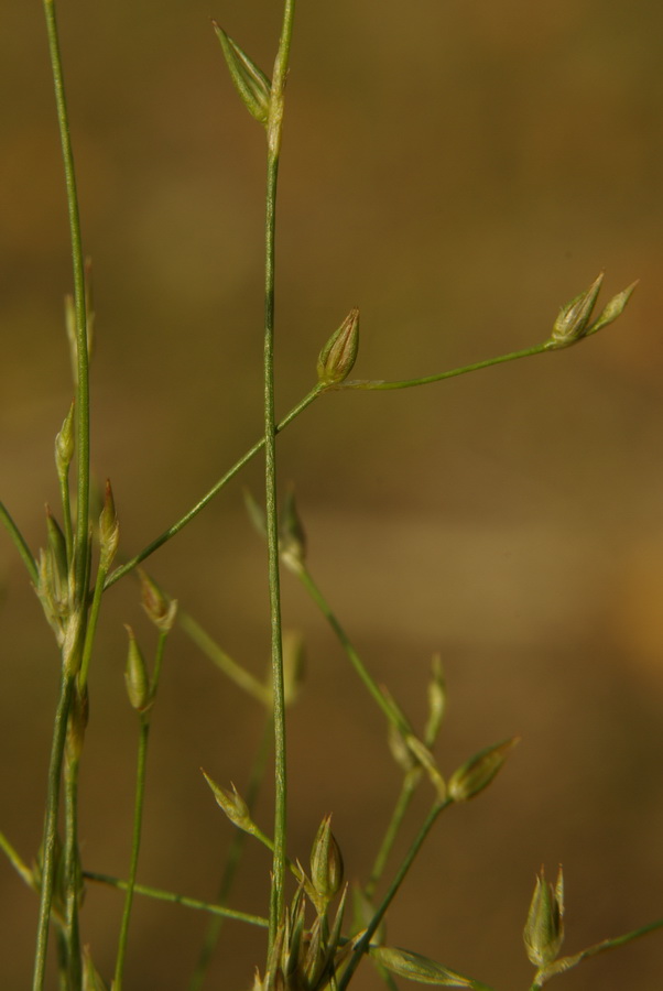 Изображение особи Juncus sphaerocarpus.