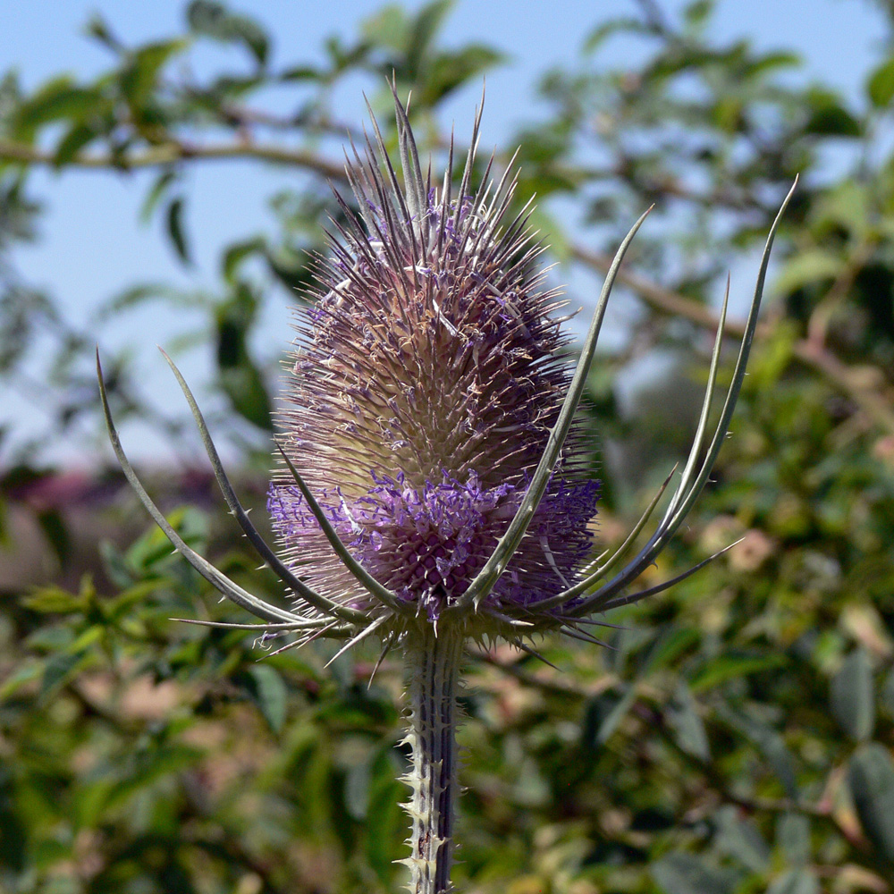 Image of Dipsacus fullonum specimen.