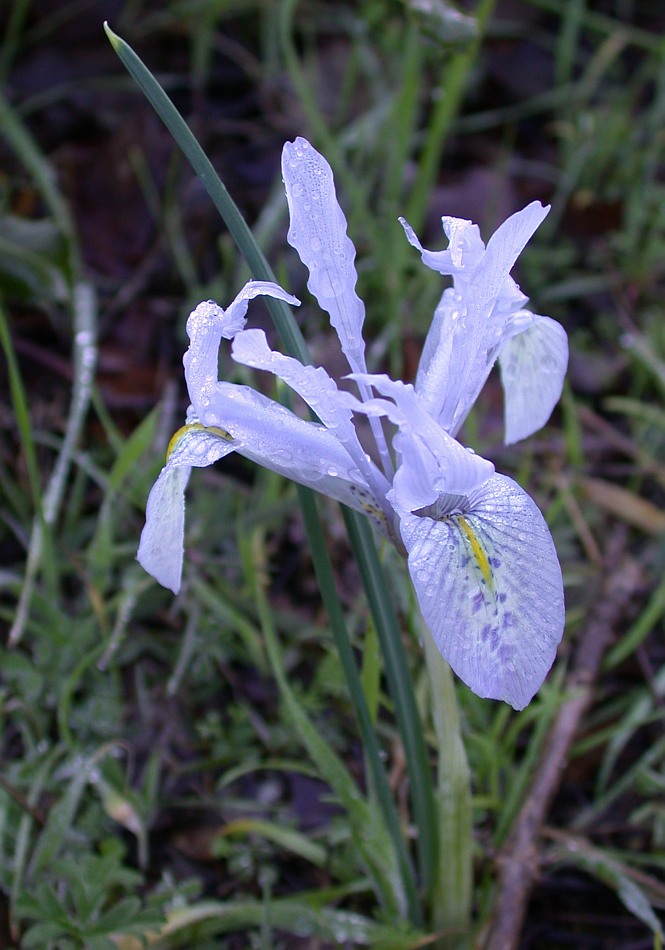 Изображение особи Iridodictyum histrio.