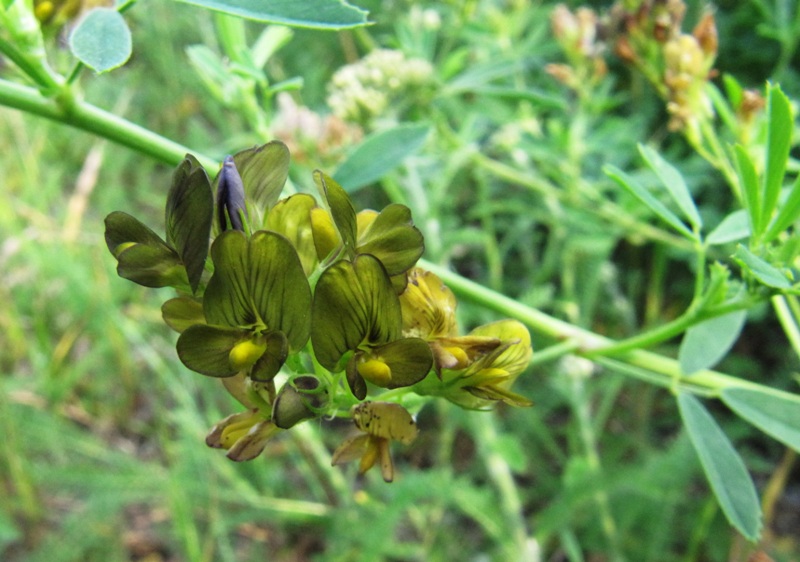 Image of Medicago &times; varia specimen.