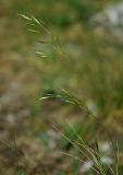 Helictotrichon desertorum. Соцветие. Самара, Сокольи горы, степной южный склон. 10.05.2009.