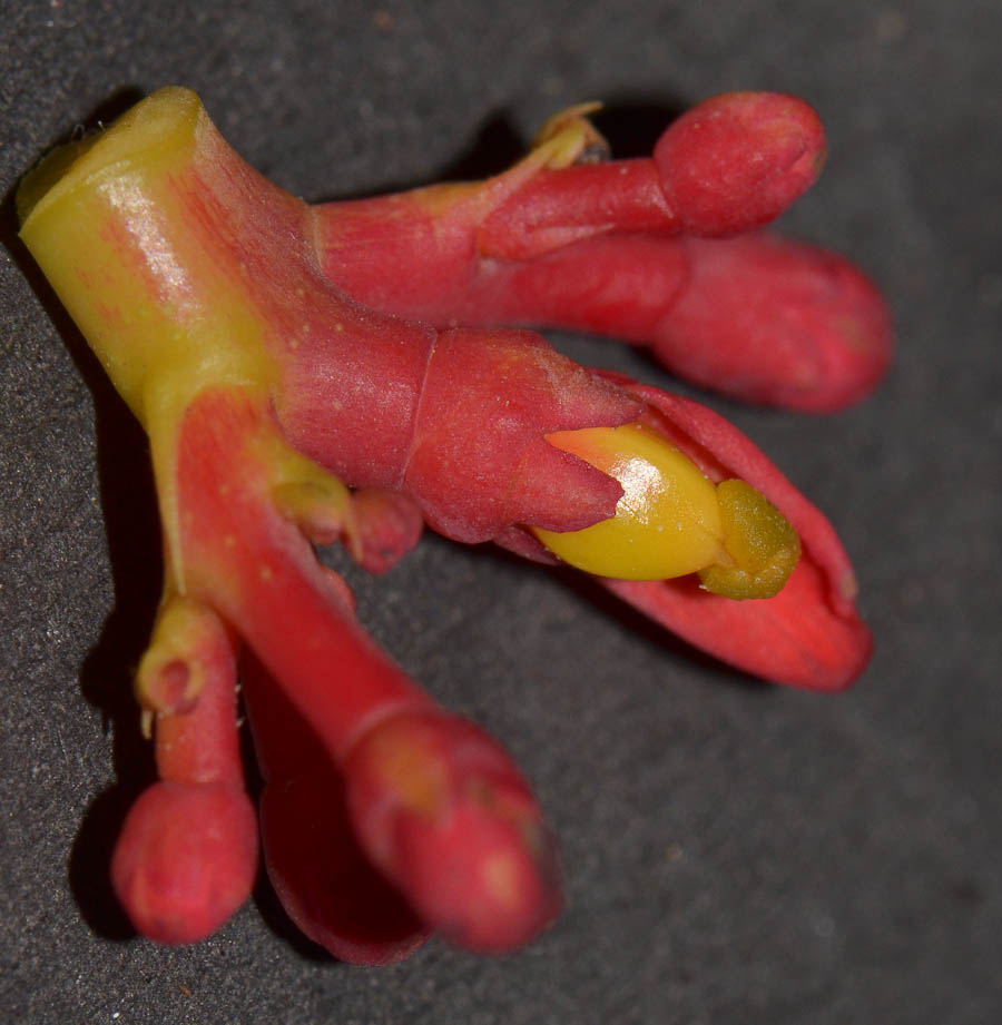 Image of Jatropha multifida specimen.