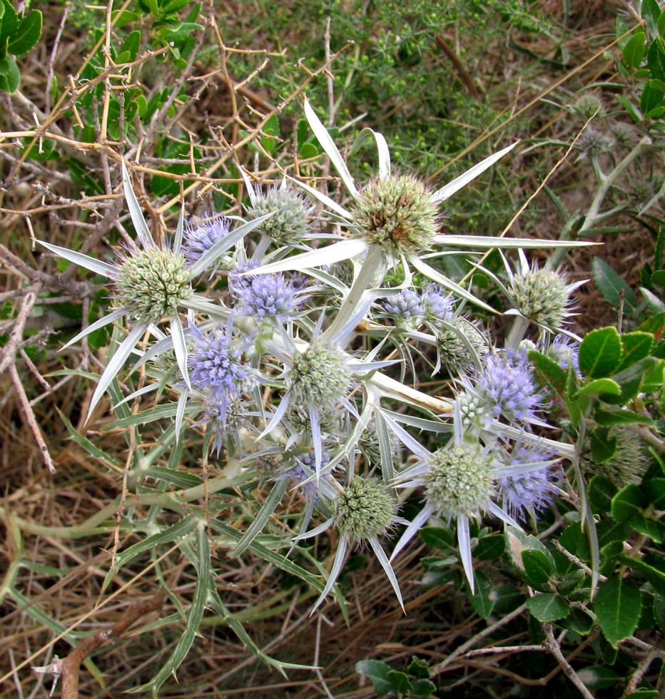 Изображение особи Eryngium amethystinum.