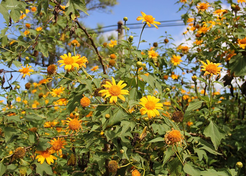 Image of Tithonia diversifolia specimen.