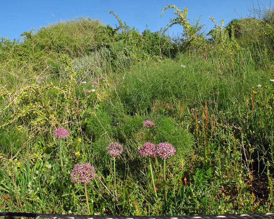 Image of Allium tel-avivense specimen.