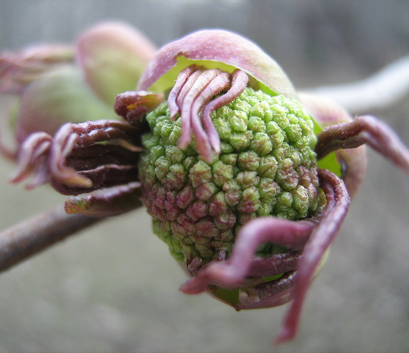 Image of Sambucus racemosa specimen.