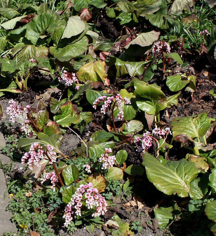 Image of Bergenia crassifolia specimen.