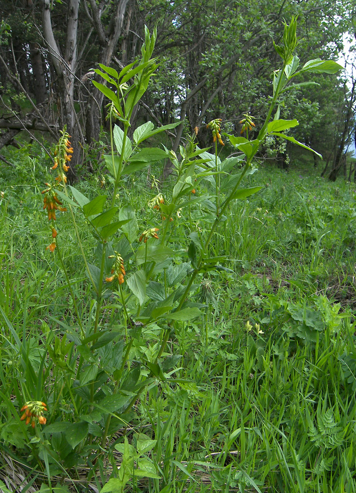 Image of Lathyrus aureus specimen.