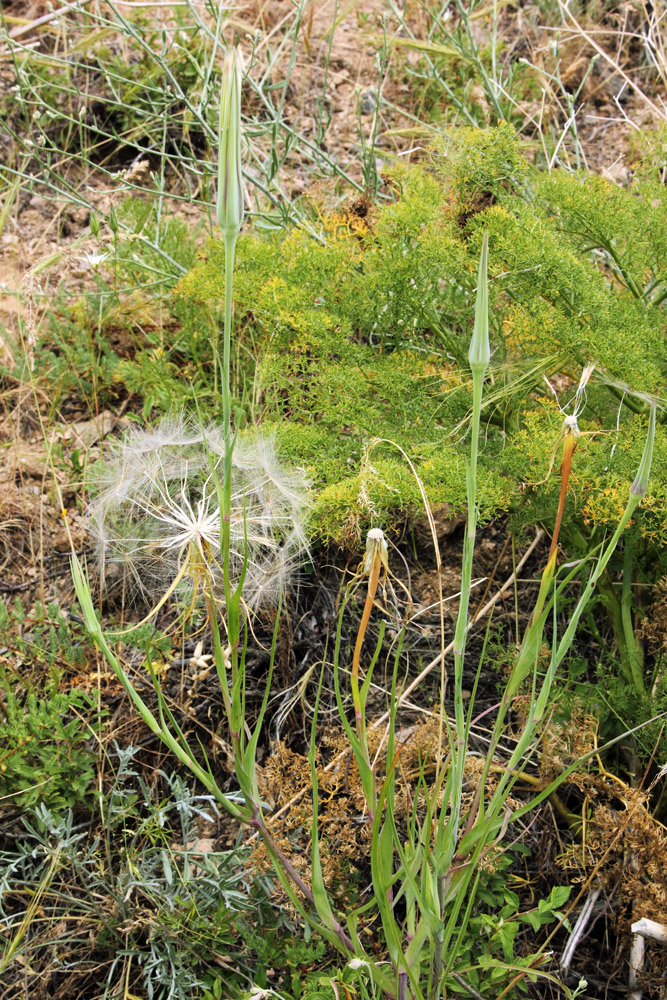 Image of Tragopogon turkestanicus specimen.