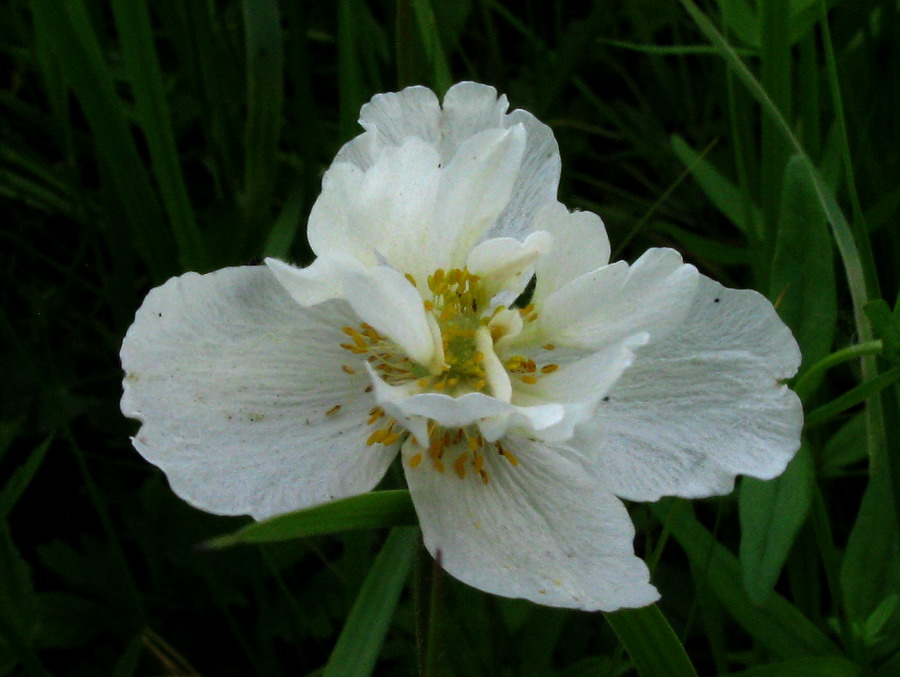 Image of Anemone sylvestris specimen.