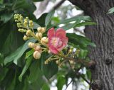 Couroupita guianensis. Соцветие с бутонами и распустившимся цветком. Таиланд, Бангкок. 17.06.2013.