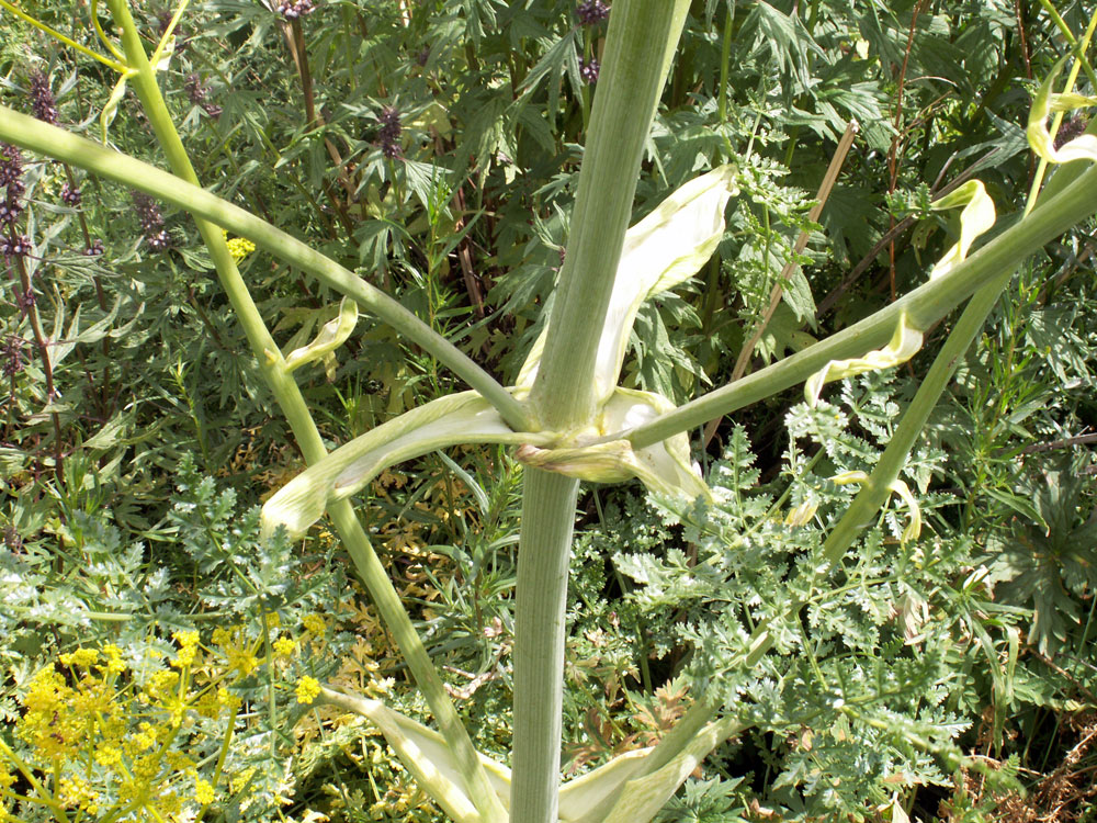 Изображение особи Ferula kelleri.