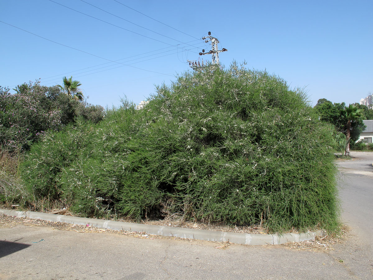 Изображение особи Melaleuca cardiophylla.