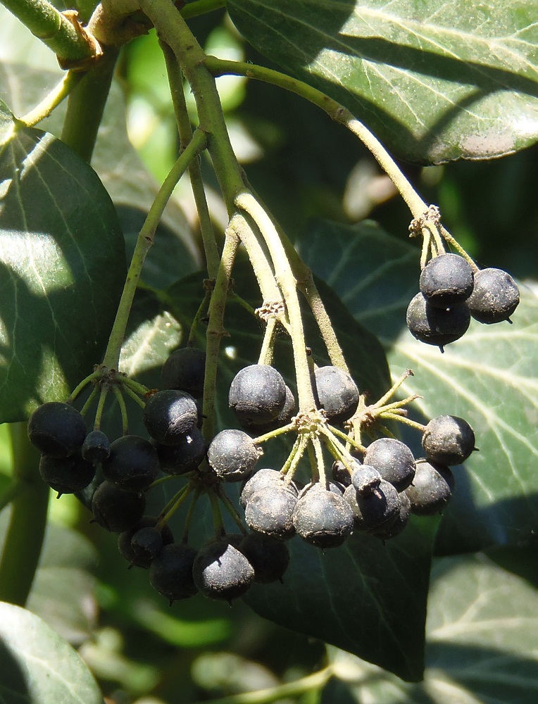 Image of Hedera helix specimen.