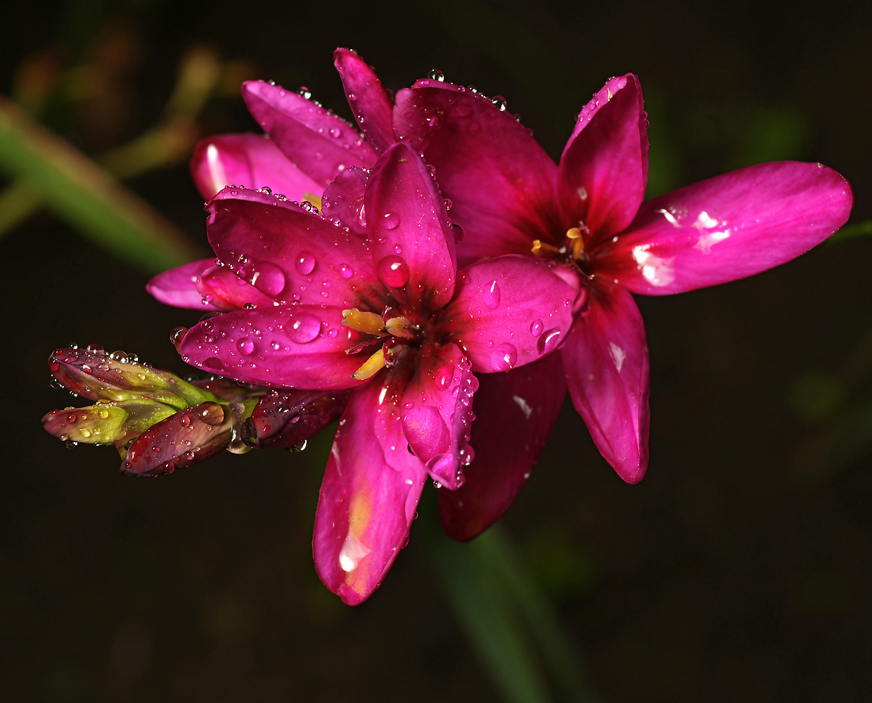 Image of genus Ixia specimen.