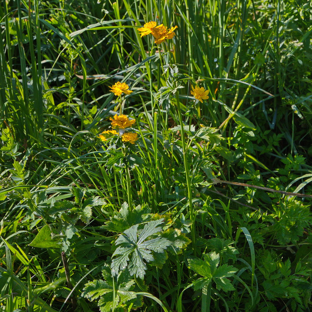 Изображение особи Trollius dschungaricus.