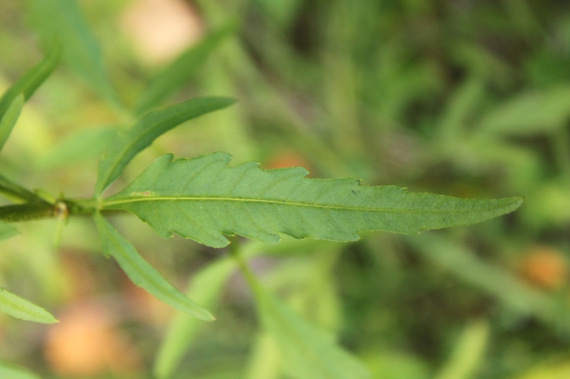 Image of Bidens radiata specimen.