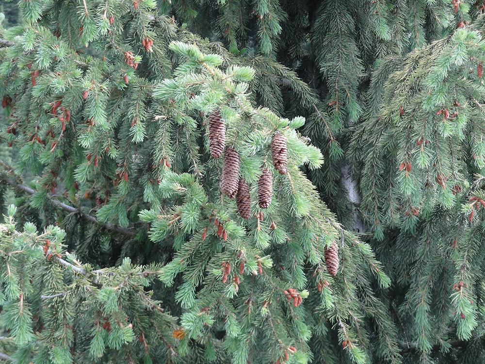 Image of Picea schrenkiana specimen.