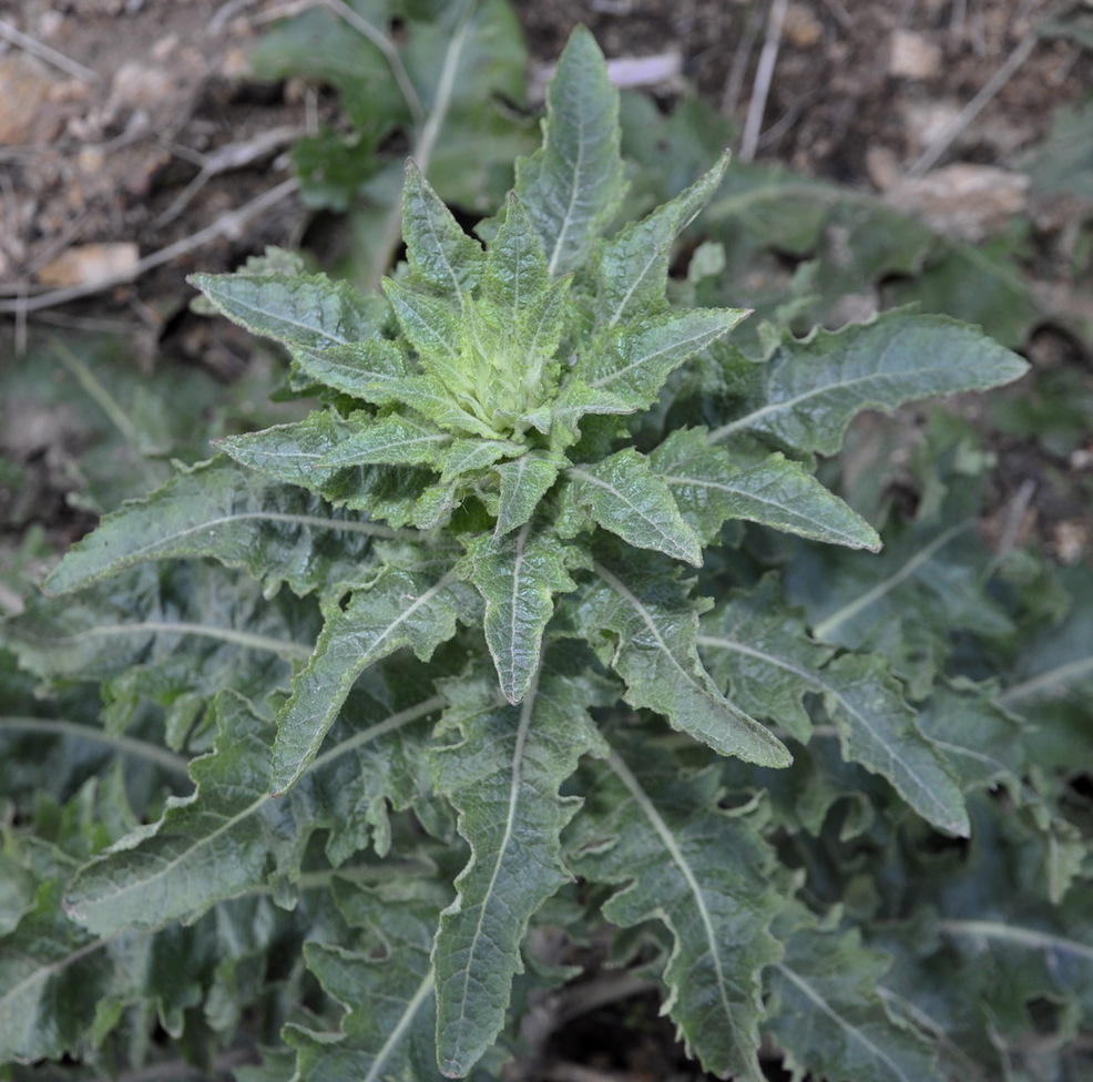 Image of genus Verbascum specimen.