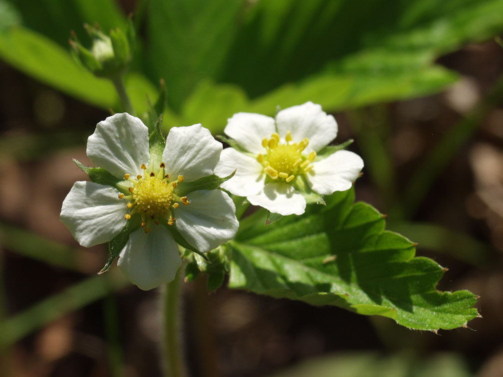 Изображение особи Fragaria vesca.