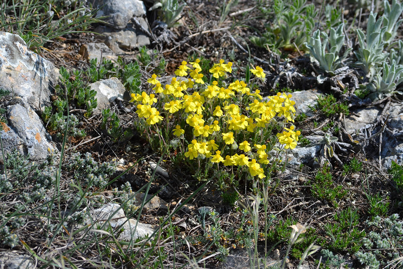 Image of Helianthemum orientale specimen.