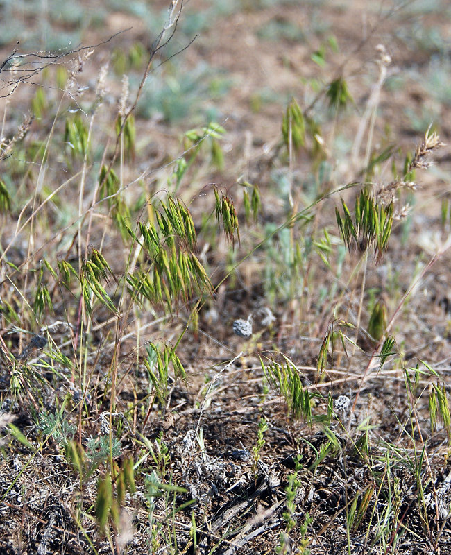 Image of Anisantha tectorum specimen.