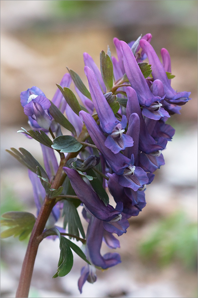 Хохлатка маршалла. Хохлатка Маршалла растение. Хохлатка Маршалла (Corydalis marschalli). Хохлатка плотная.