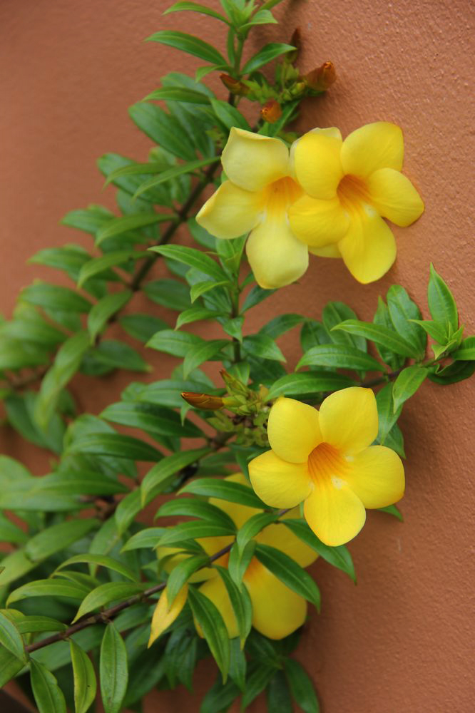 Image of Allamanda hendersonii specimen.