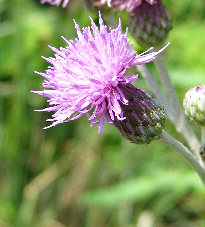 Image of Cirsium incanum specimen.