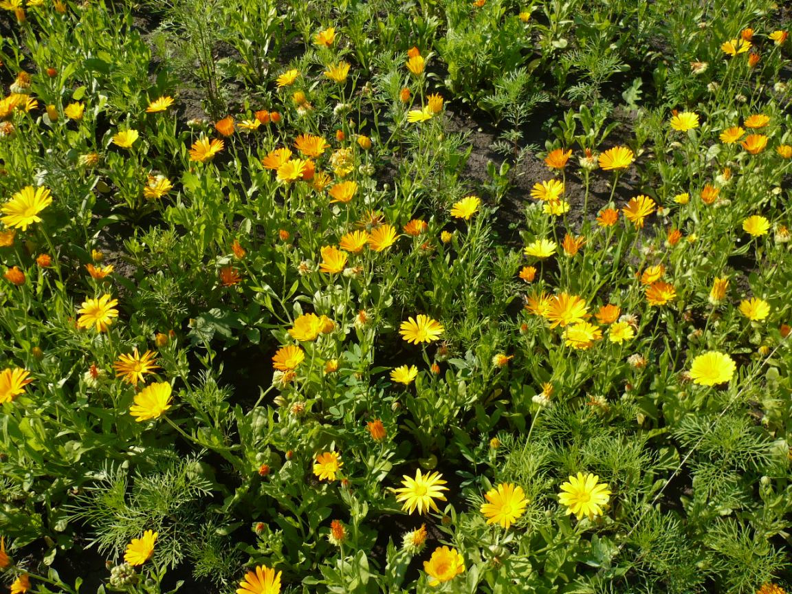 Изображение особи Calendula officinalis.