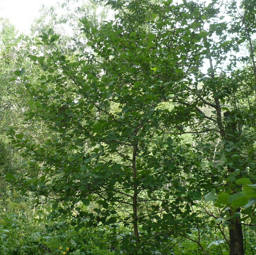 Image of Crataegus sanguinea specimen.